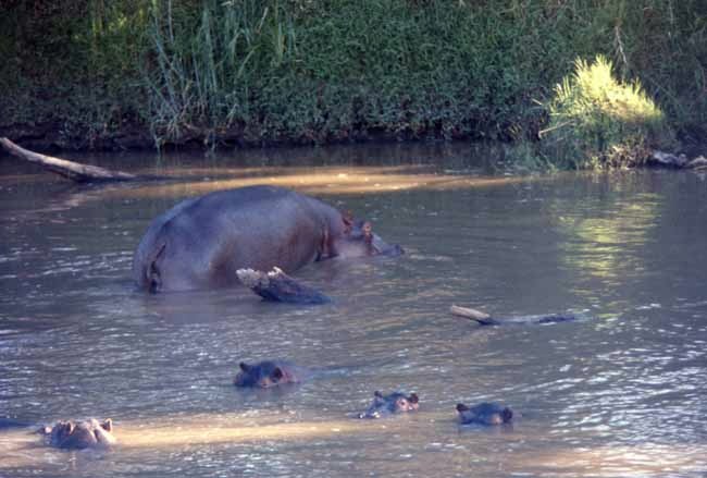 hippos on the Nile River, Uganda